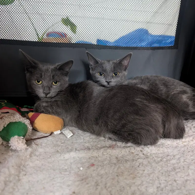 Cinder & Ash, kittens up for adoption