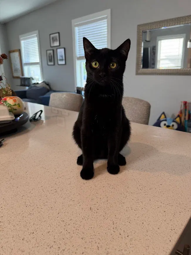 Princess Donut, a female kitten up for adoption
