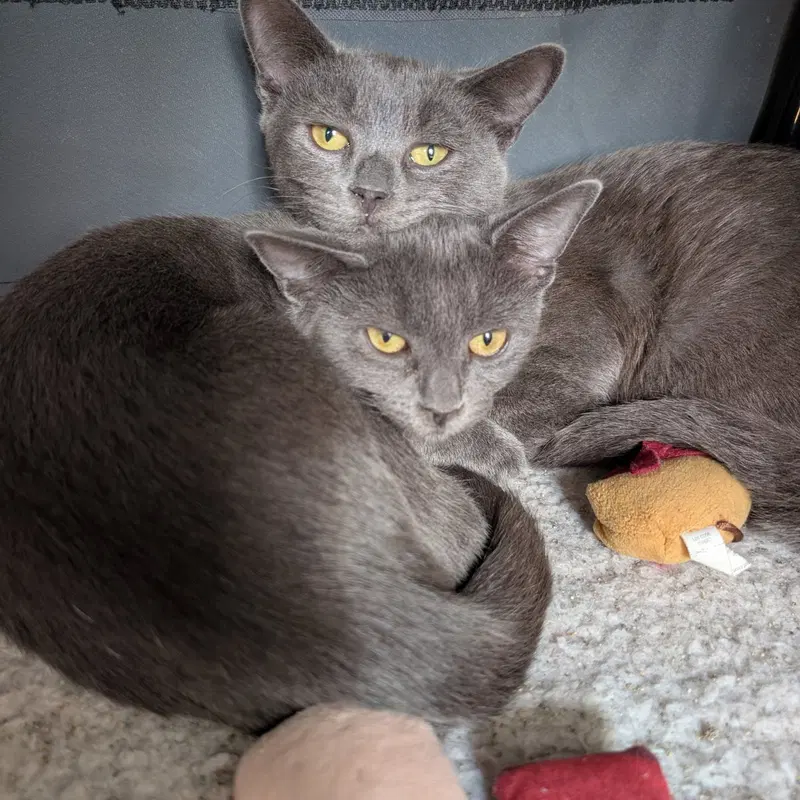 Cinder & Ash, photo 4