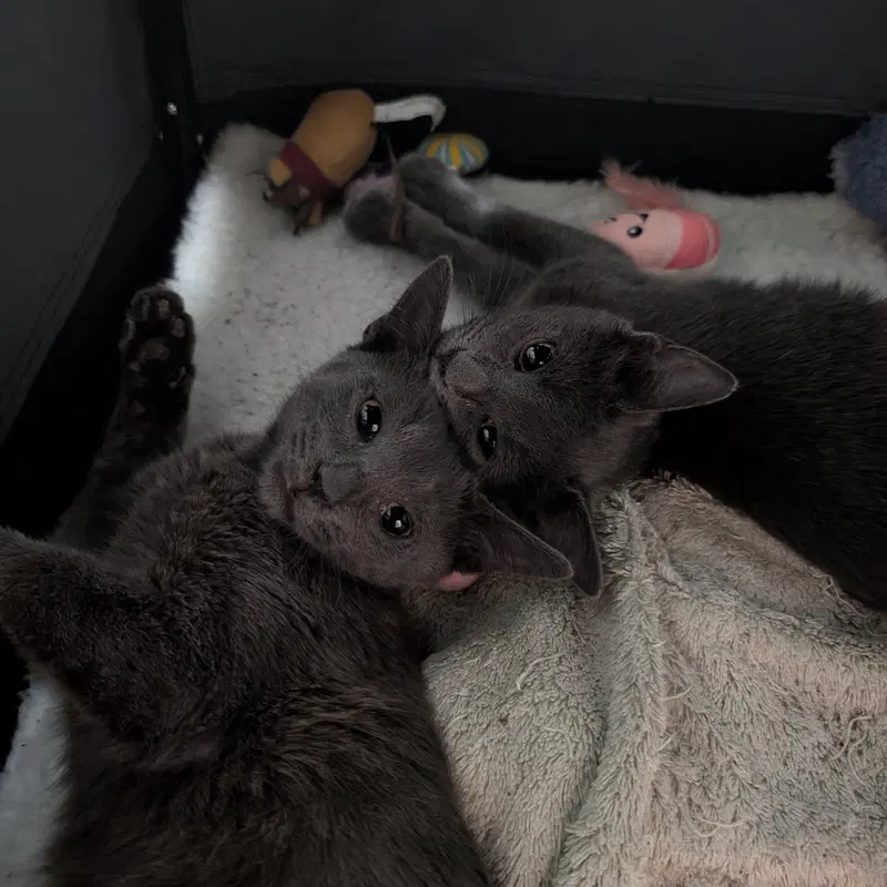 Cinder & Ash, photo 6