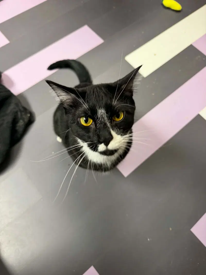 Smoky, an adult male cat up for adoption