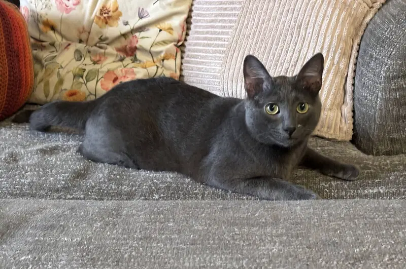 Chuck, a young male Russian Blue cat up for adoption