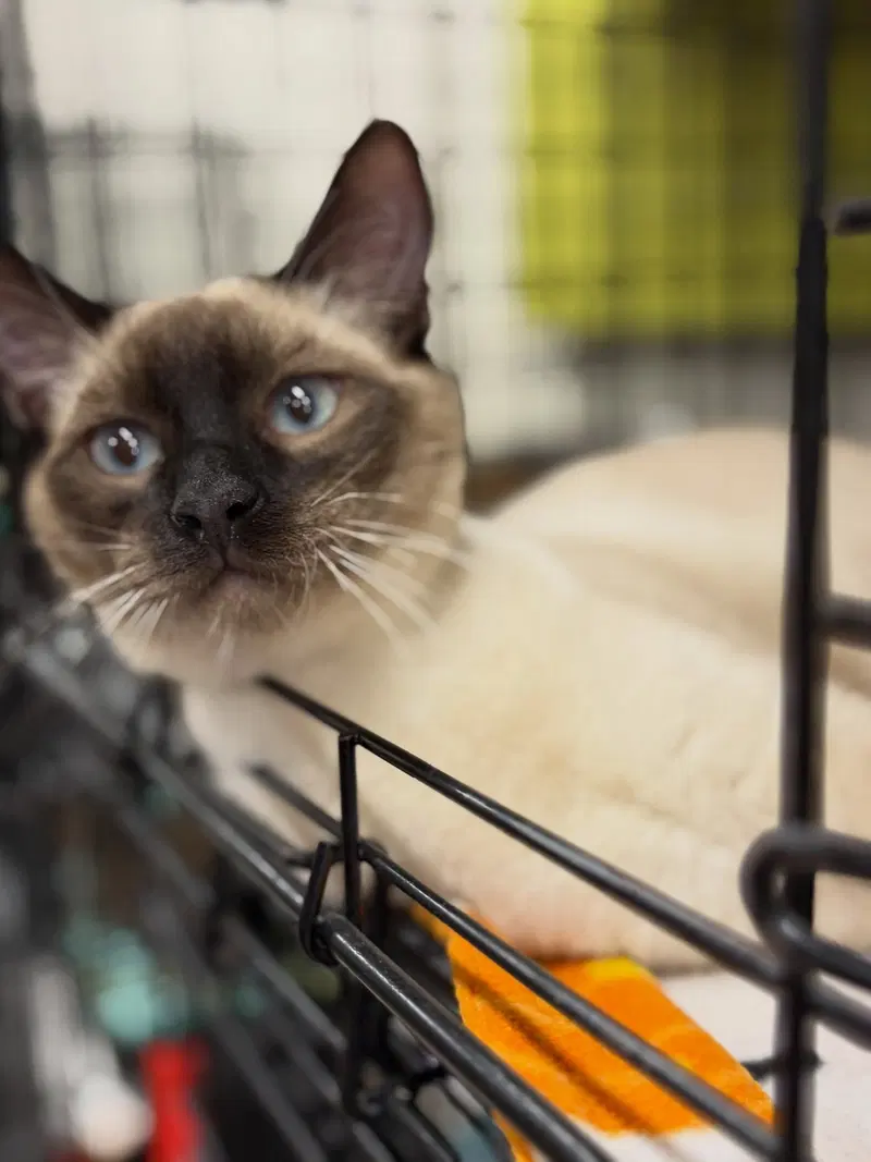 Mochi and Pebbles, male Siamese kittens up for adoption