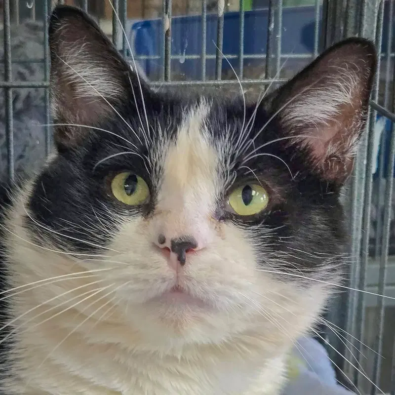 Simon, a young male Tuxedo cat up for adoption