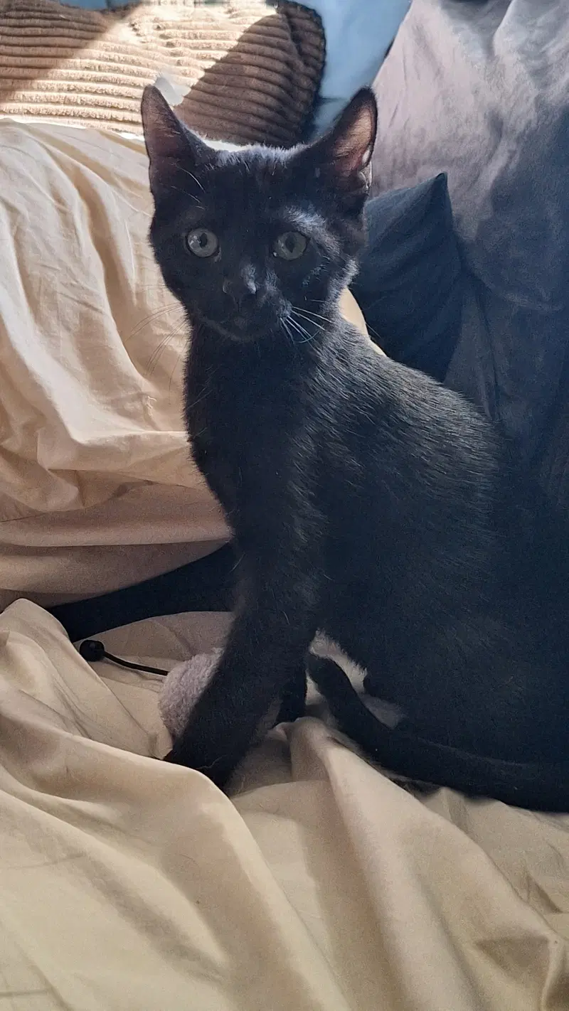 Paw Paw, a male kitten up for adoption