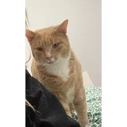 Simba, photo 2