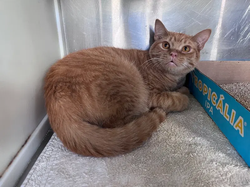 Nemo, a young male cat up for adoption