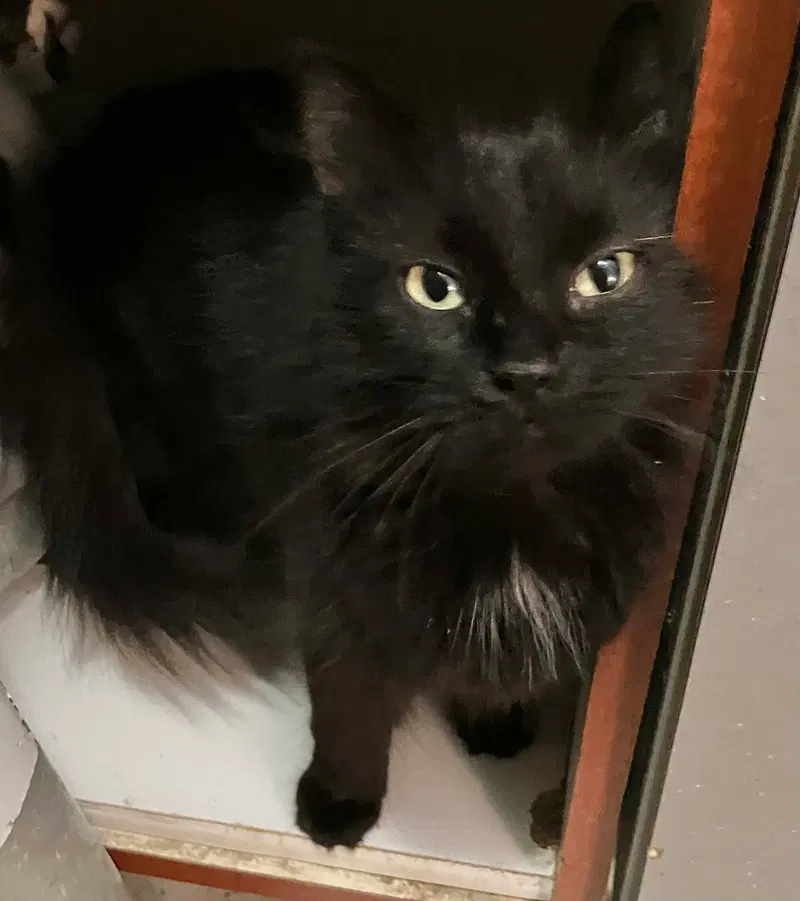 Licorice, photo 3
