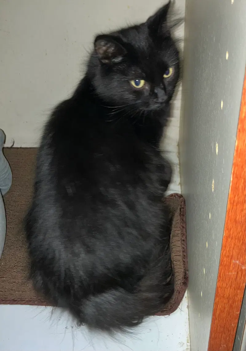 Licorice, photo 4