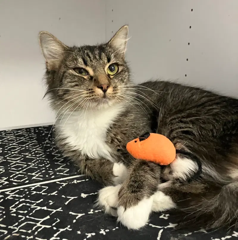 Tansy, an adult female cat up for adoption