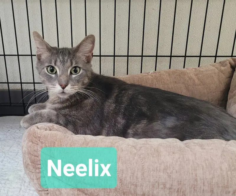 Neelix, an adult male cat up for adoption