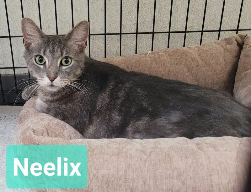Neelix, photo 2