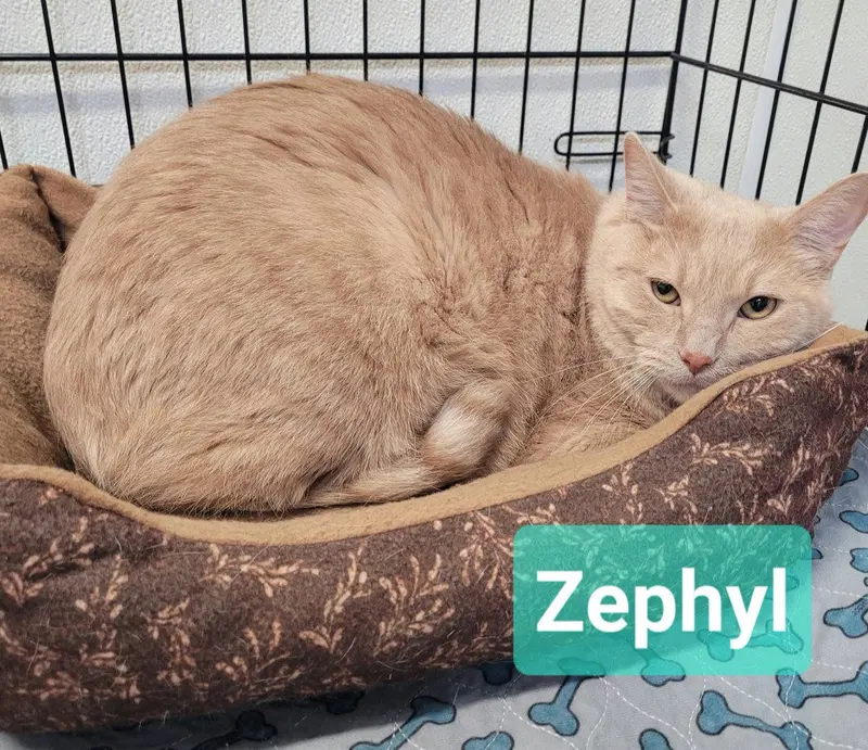 Zephyr, an adult male cat up for adoption