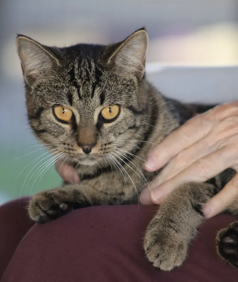 Honeybee, a young female cat up for adoption