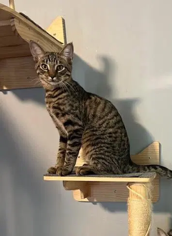 Leo, a male Tabby kitten up for adoption