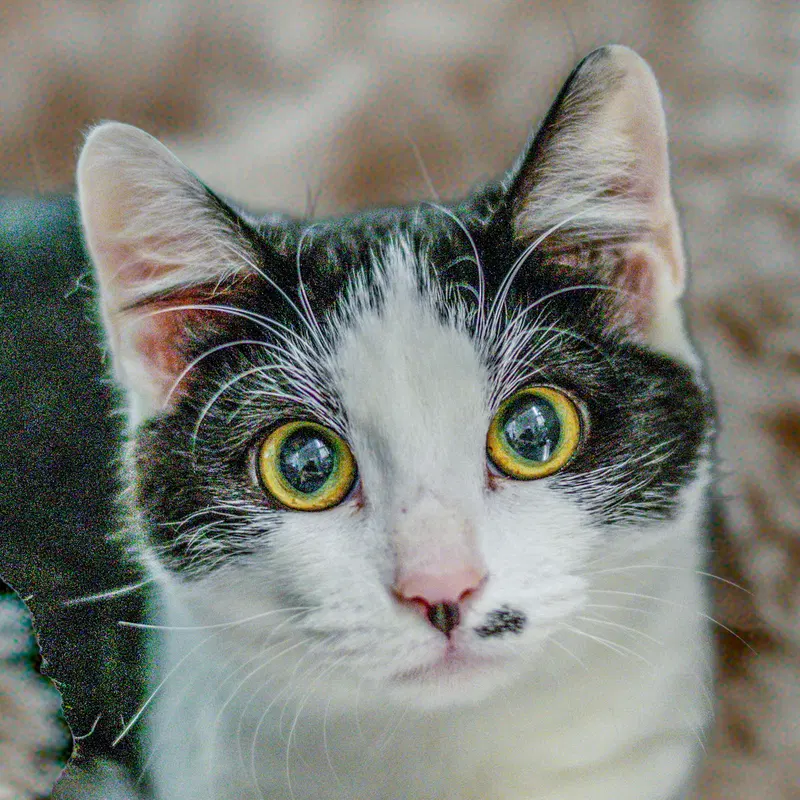 Nemew, a young male cat up for adoption