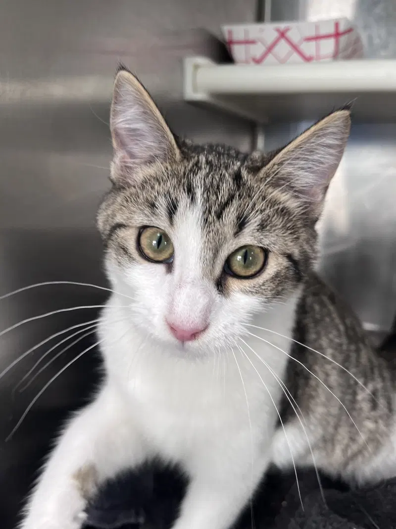 Lea, a young female cat up for adoption