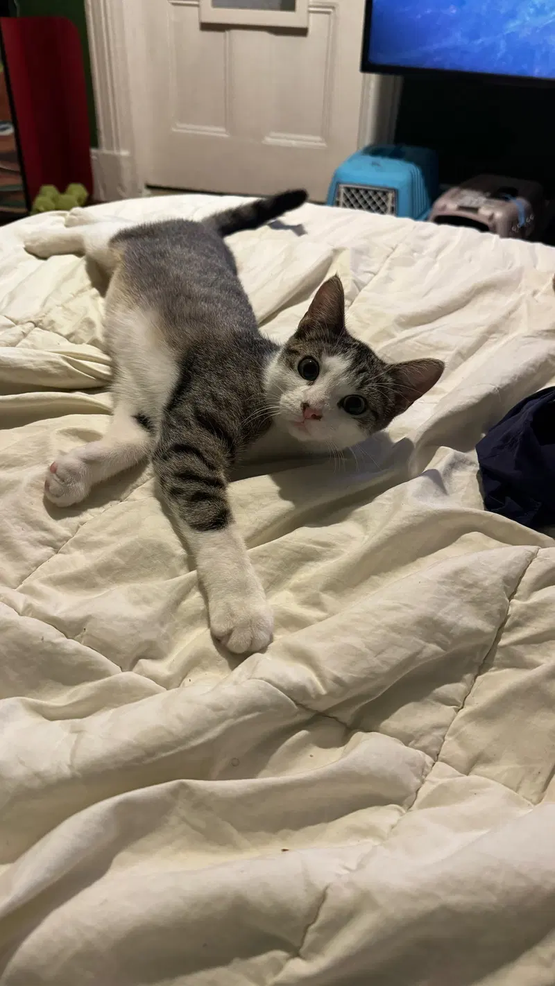 Buffy, a female kitten up for adoption