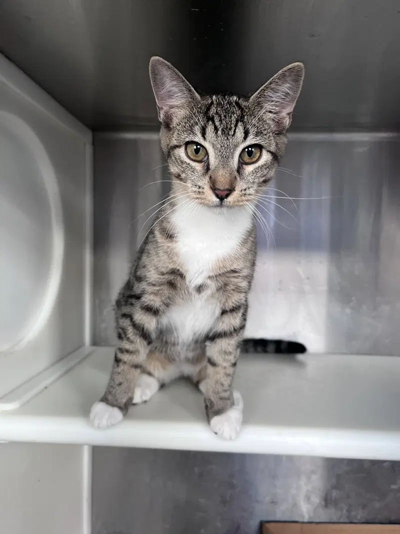 Harrison, a young male cat up for adoption