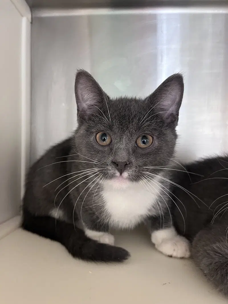 Vinson, a male kitten up for adoption