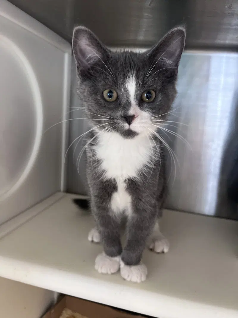 Bjorn, a male kitten up for adoption