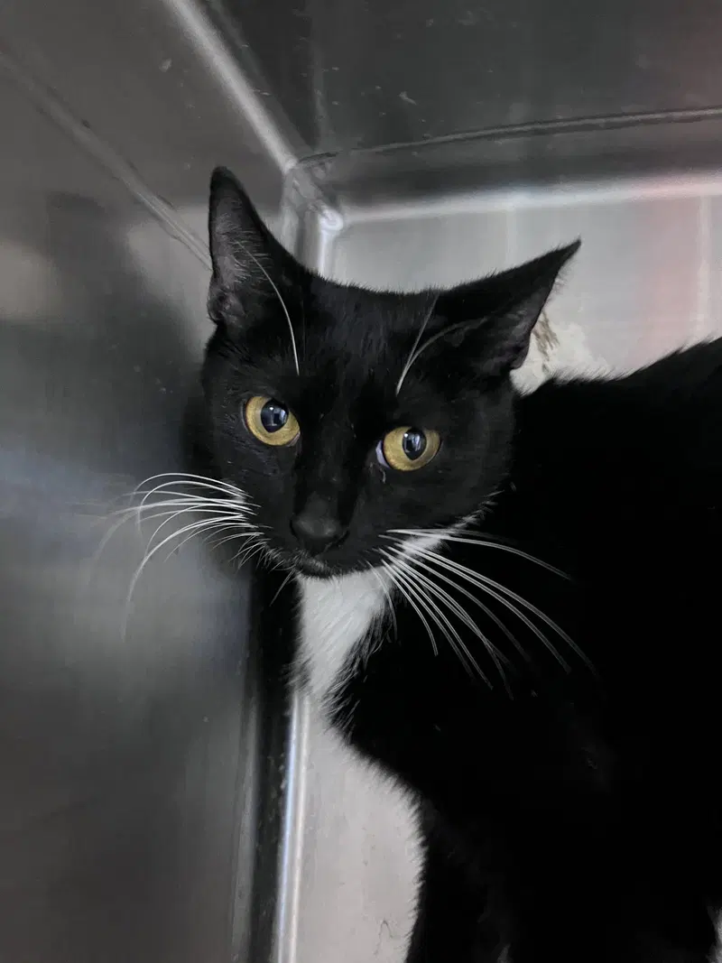 Sweetie Potamus, an adult female cat up for adoption