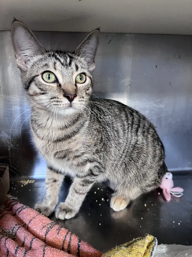 Jolly, a young female cat up for adoption
