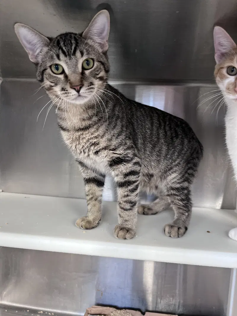 Plumpy, a young male cat up for adoption