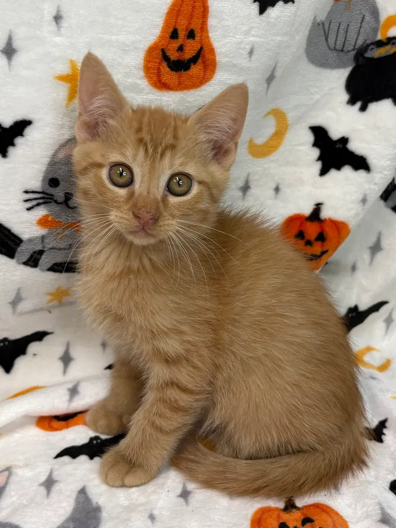 Mason, a male kitten up for adoption