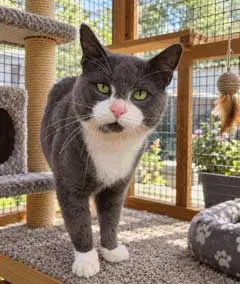 Moose, a young male Tuxedo cat up for adoption