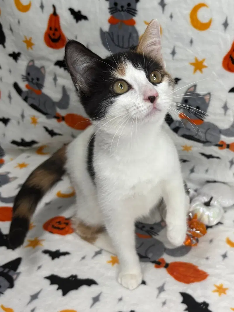 Sushi, a female kitten up for adoption