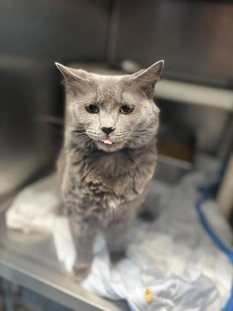 Rosie, a female cat up for adoption