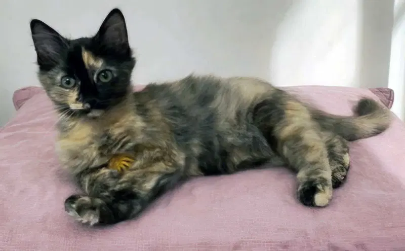 Kitten Amelia, a female Tortoiseshell kitten up for adoption