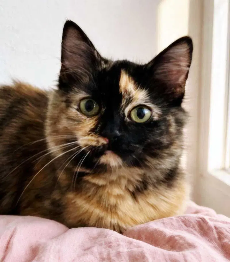 Kitten Amelia, photo 2