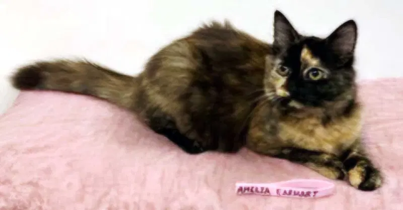 Kitten Amelia, photo 3