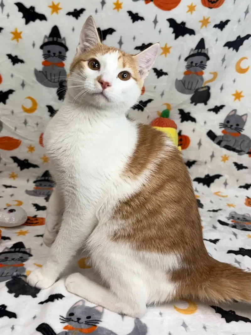 Carlos, a young male cat up for adoption