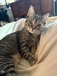 Claire, a young female Tabby cat up for adoption