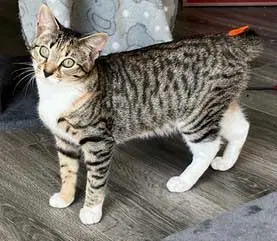 Kitten Gabby Girl, a female Tabby kitten up for adoption
