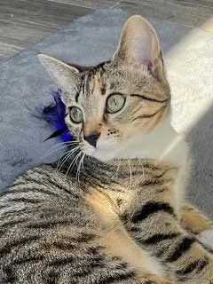 Kitten Gabby Girl, photo 3
