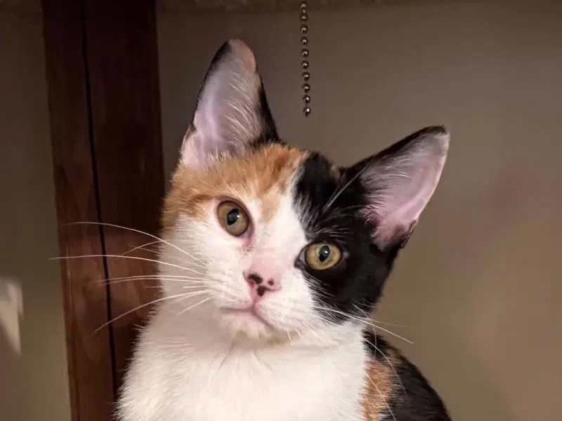 Celaena, a female kitten up for adoption