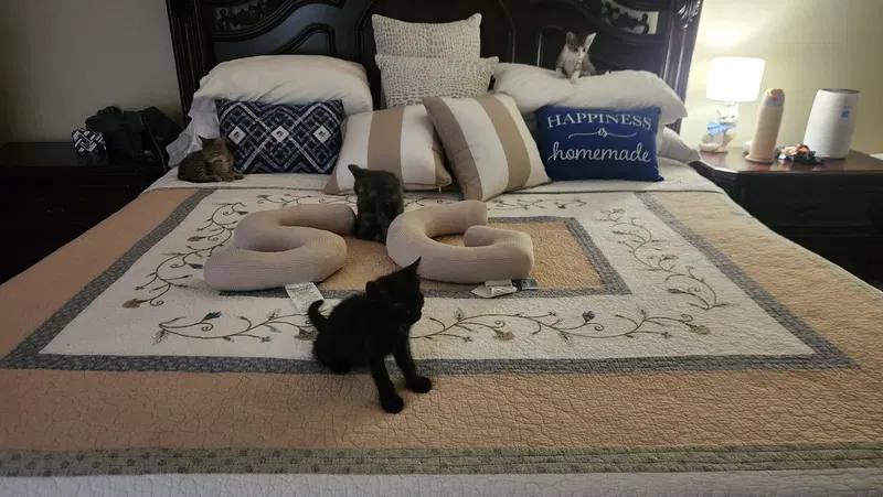 Panther, photo 2