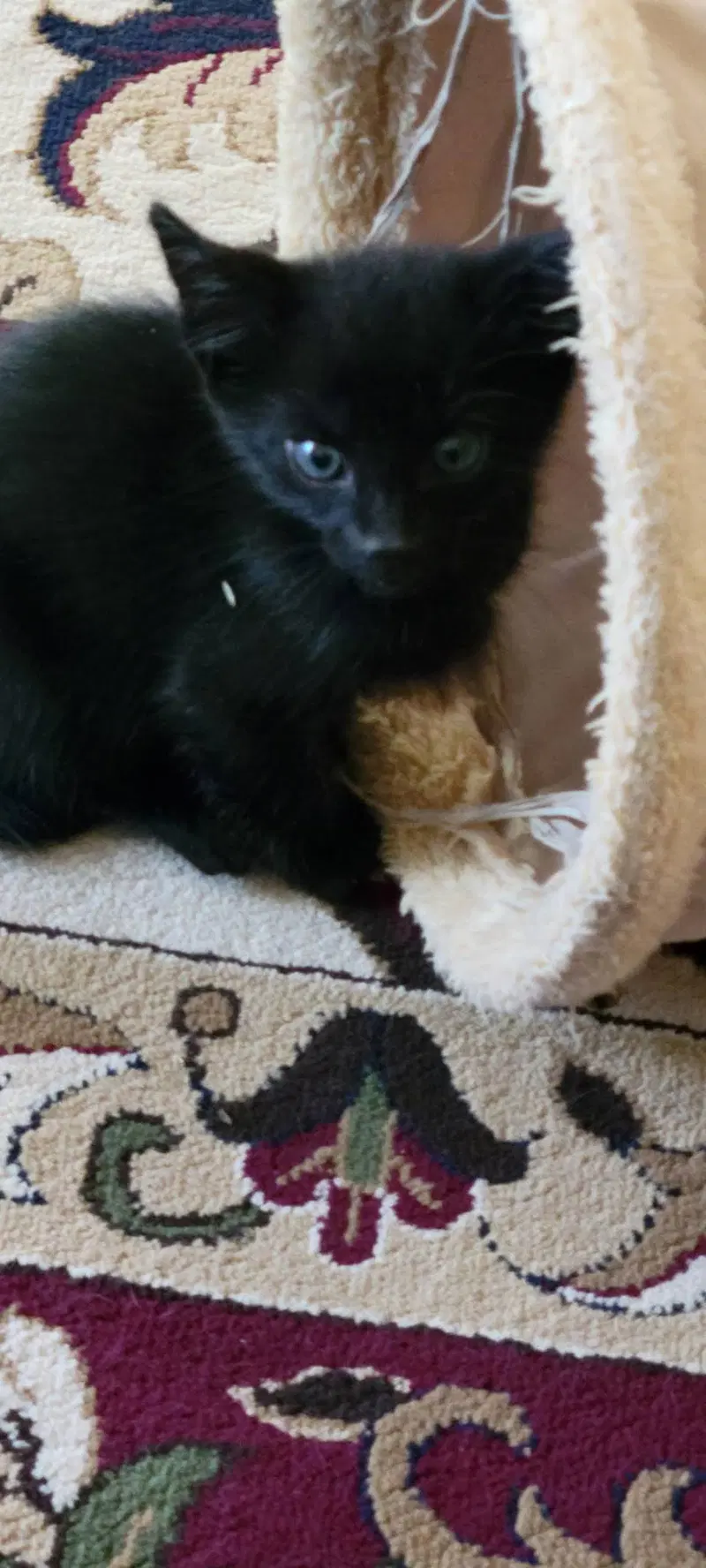 Panther, a male American Shorthair kitten up for adoption