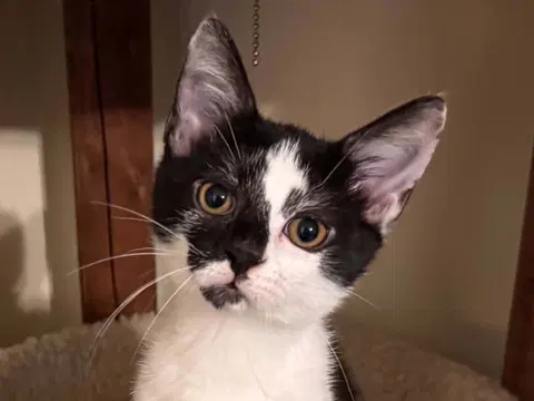 Watch the video of Dorian