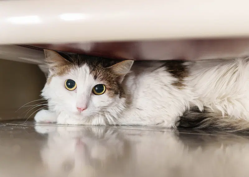 Sarah, an adult female cat up for adoption