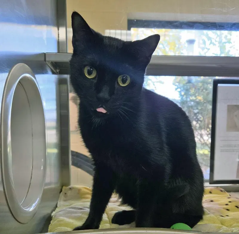 Starkist, an adult male cat up for adoption