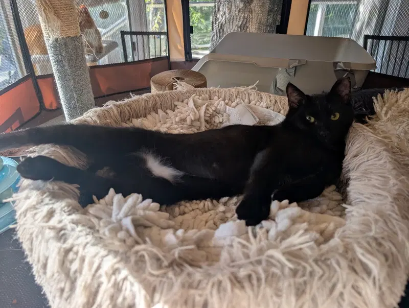 Bebe, a female kitten up for adoption