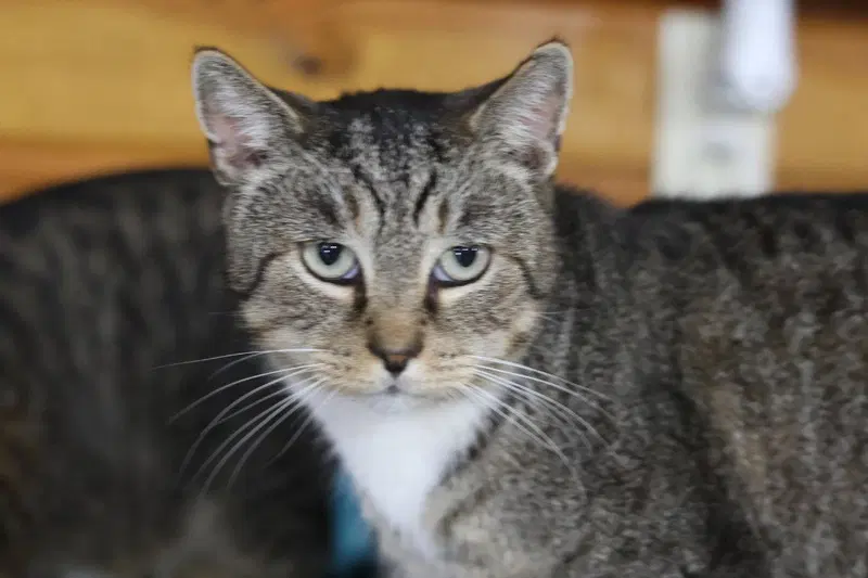 Teddy, an adult male cat up for adoption