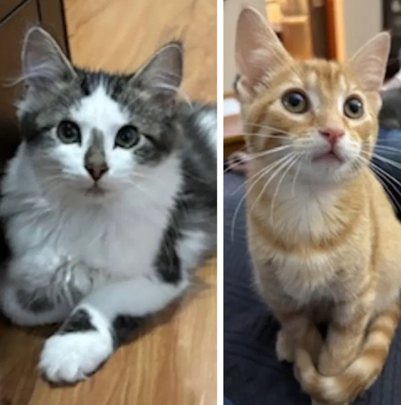 Smudge / Oliver, a male kitten up for adoption
