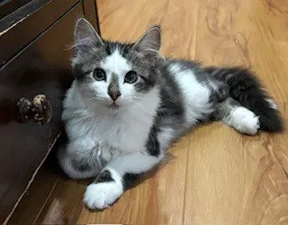 Smudge / Oliver, photo 2