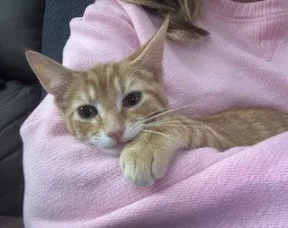 Smudge / Oliver, photo 3